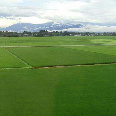 ふるさと納税 新潟市 新潟市産コシヒカリ 白米5kg[54071016] |  | 01