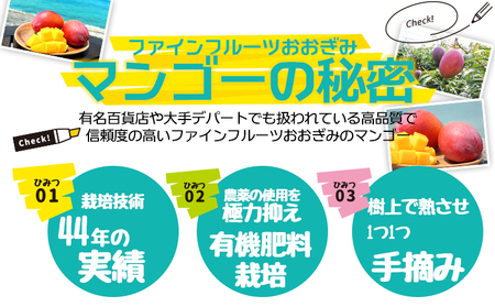 【2025年発送】農園一番人気の完熟アップルマンゴー秀品・1kg以上農園から直送！ 秀品 先行予約 沖縄 甘味 糖度 濃厚 美味しい お土産 おいしい ギフト とろける甘さ 香り アーウィン 果汁 高