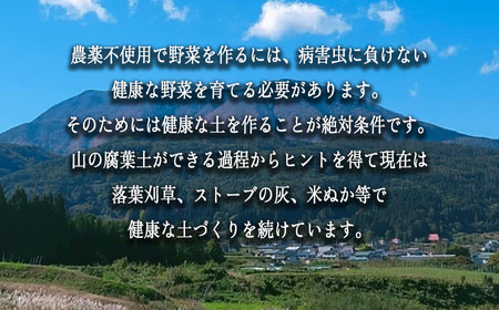 【 収穫体験 】 収穫体験　1時間（1名様からご家族までOK）お土産付き《 季節のお野菜の収穫 山菜採り 田植え 稲刈り 干し柿作り しいたけの駒打ち クワガタ虫捕り 》 くろやなぎ農園 長野県 飯綱