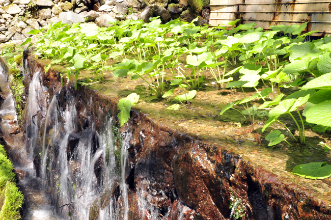 【世界農業遺産認定】西伊豆町の本わさび・無添加漬物セット（岡原わさび） 天城山 清流 しょうゆ漬け 三杯酢漬け わさび漬け 無添加 お刺身 さしみ ステーキ 薬味 冷蔵 伊豆 ギフト お歳暮 お中元
