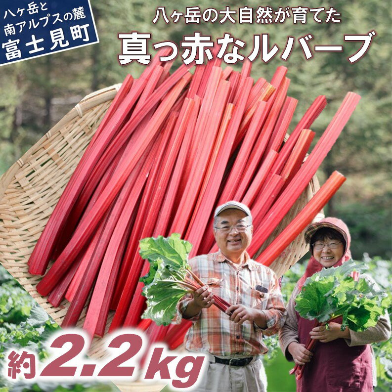 【ふるさと納税】赤いルバーブ・フレッシュ 約2.2kg ※配送不可地域あり 野菜 ルバーブ 西洋野菜 食物繊維 カリウム カルシウム ビタミンC アントシアニン かぼちゃん農園 お届け：2026年9月中旬から順次発送