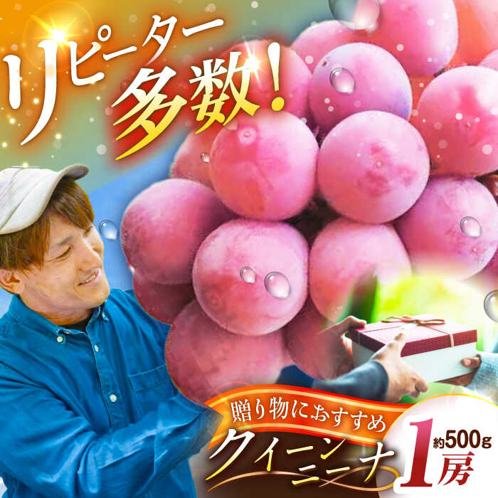 【ふるさと納税】【2026年先行予約】【20個限定】【贈答用】リピーターが続出中！クイーンニーナ 1房（約500g）秀品・化粧箱入り ぶどう ブドウ 葡萄 フルーツ 果物 くだもの 種なし 贈り物 お祝い 先行予約 赤ぶどう 島根県雲南市/ギアファーム[AIAB005]