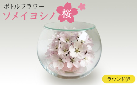 ボトルフラワー 桜 ソメイヨシノ ラウンド型 置物 桜