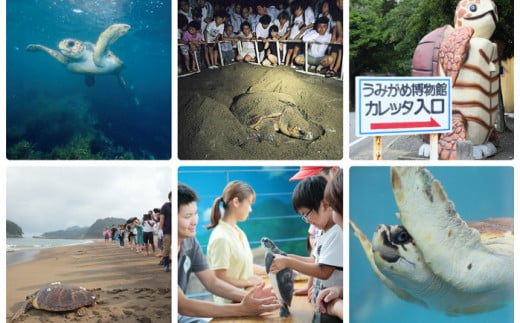 
美波町 SDGs カメ ピンバッジ
