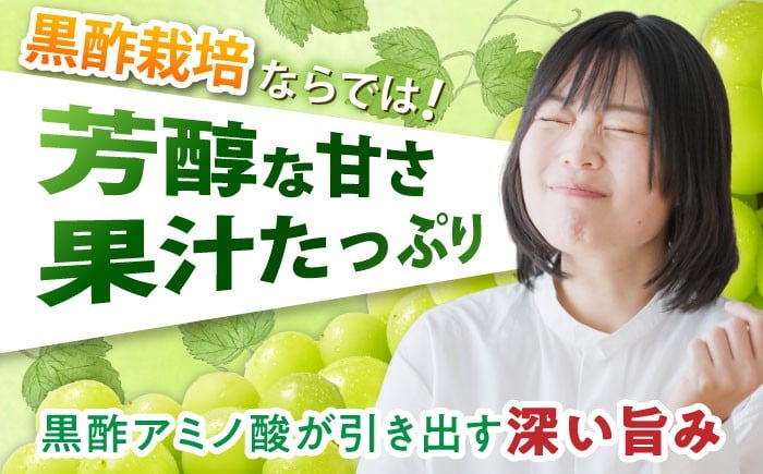 かねひろ マスカット 黒酢シャインマスカット シャインマスカット 佐賀県太良町