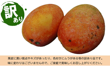 マンゴー 訳あり品【2026年発送】久米島熱帯果樹園 完熟マンゴー約2kg（3～6玉） アーウィン アップルマンゴー