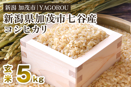 【令和7年産新米先行予約】 七谷産コシヒカリ 玄米5kg 《12月上旬～順次発送》