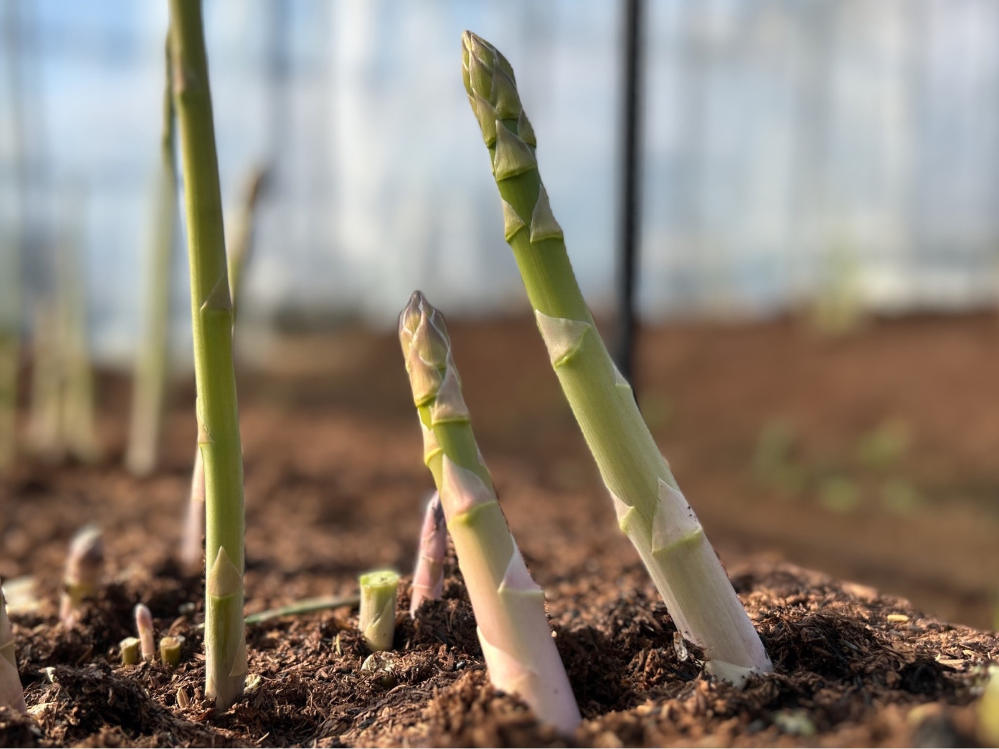 【先行受付　令和７年２月下旬より順次発送】野菜ソムリエサミット『金賞』受賞、自噴水と寒暖差が育んだアスパラ定期便1ｋｇ×4回 B623_イメージ3