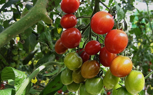 ハッピートマト3kg