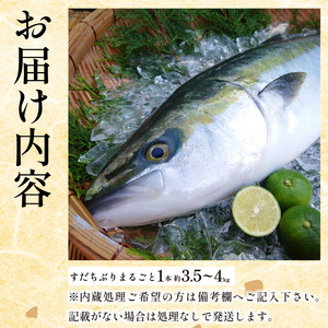 ぶり ラウンド すだちぶり 丸ごと1本 約3.5kg~4kg 冷蔵 徳島 養殖 