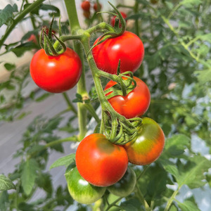 2026年発送 先行予約 フルーツトマト フルティカ 約2kg トマト トマト トマト トマト トマト