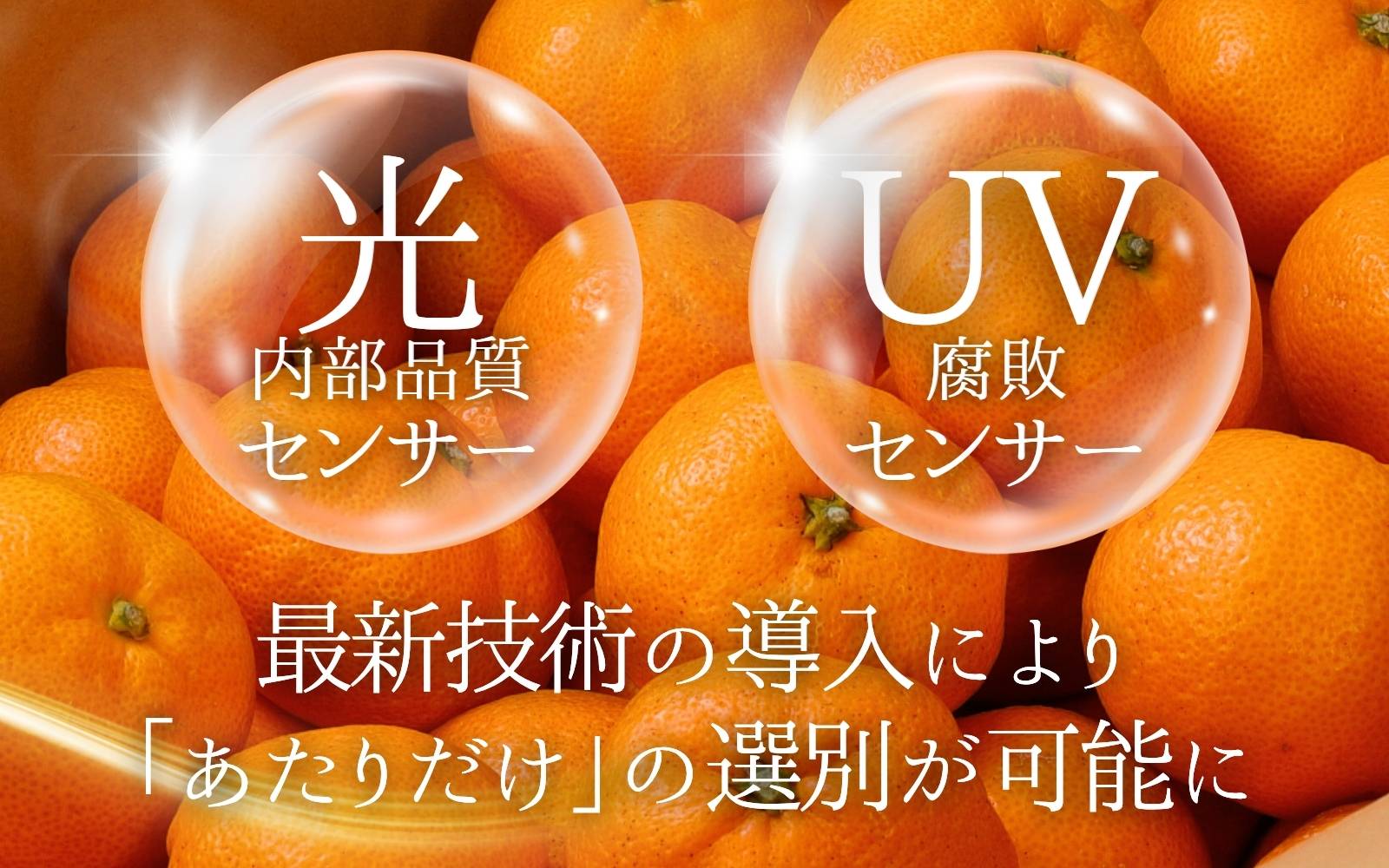 ＼光センサー選別／極 有田みかんプレミアム 10kg【選りすぐりの上位20％をお届け】2S～Lサイズ 有機質肥料100% ※2025年11月下旬頃～2026年1月上旬頃に順次発送予定 ※北海道・沖縄・