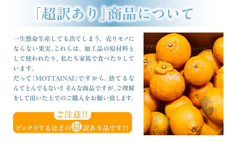 【先行受付】【※超訳あり】不知火（しらぬい） 10kg ※離島への配送不可 （2026年2月中旬より順次発送） IKTAB006 