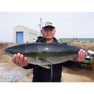 師崎漁協】釣り船　大物乗合1人利用券 ( 釣り 船 ﾌｨｯｼﾝｸﾞ 体験 海 海釣り 魚 ﾌｨｯｼﾝｸﾞ 愛知県 釣り 体験 南知多町 ﾐﾅﾐﾁﾀ 船 ﾌｨｯｼﾝｸﾞ 釣り さかな ﾌｨｯｼﾝｸﾞ 釣り 船 魚 釣り ﾌｨｯｼﾝｸﾞ 体験 つり 舟 ﾌｨｯｼﾝｸﾞ 釣り さかな 釣り 体験 )