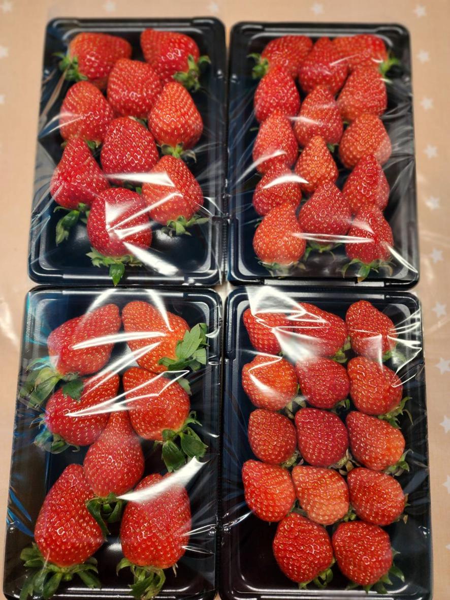 【18028】たぱたっぷの洗わずに食べれるいちご 250g×4パック