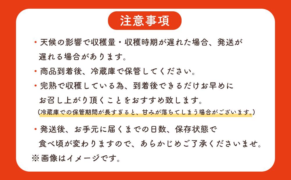 【2024年発送・先行予約】完熟アップルマンゴー1kg