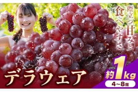 【先行予約】デラウェア ぶどう 約1kg 4～8房 フルーツ 果物《2026年6月中旬-7月上旬頃出荷》デラウェアデラウェア