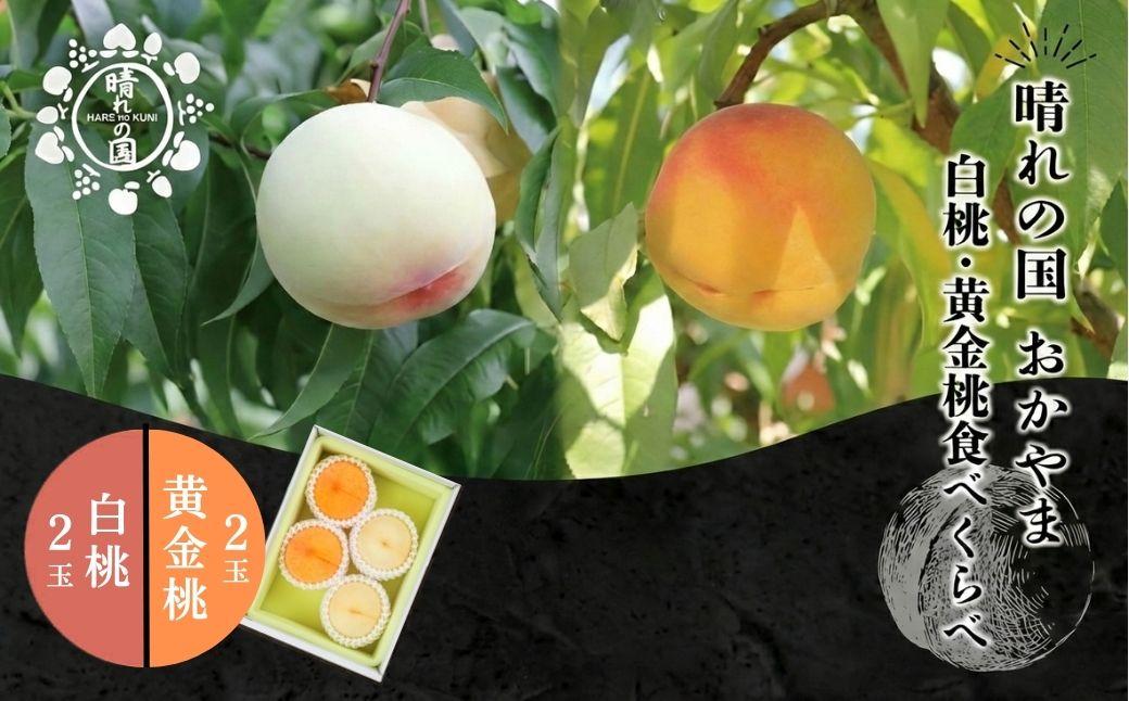 【先行予約】晴れの国おかやま 白桃・黄金桃食べ比べ４玉【8月下旬～9月上旬発送】【021-a024】桃 もも モモ はくとう おうごんとう フルーツ 果物 朝採り旬 岡山県産 産地直送 産直 送料無料 鏡野町