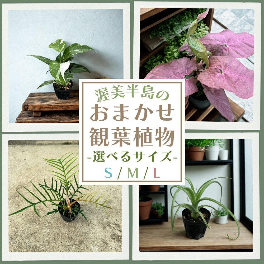 【ふるさと納税】渥美半島のおまかせ観葉植物 選べる S / M / L サイズ 4回 定期便 観葉植物 植物 グリーン インテリア インテリアグリーン 緑 おまかせ
