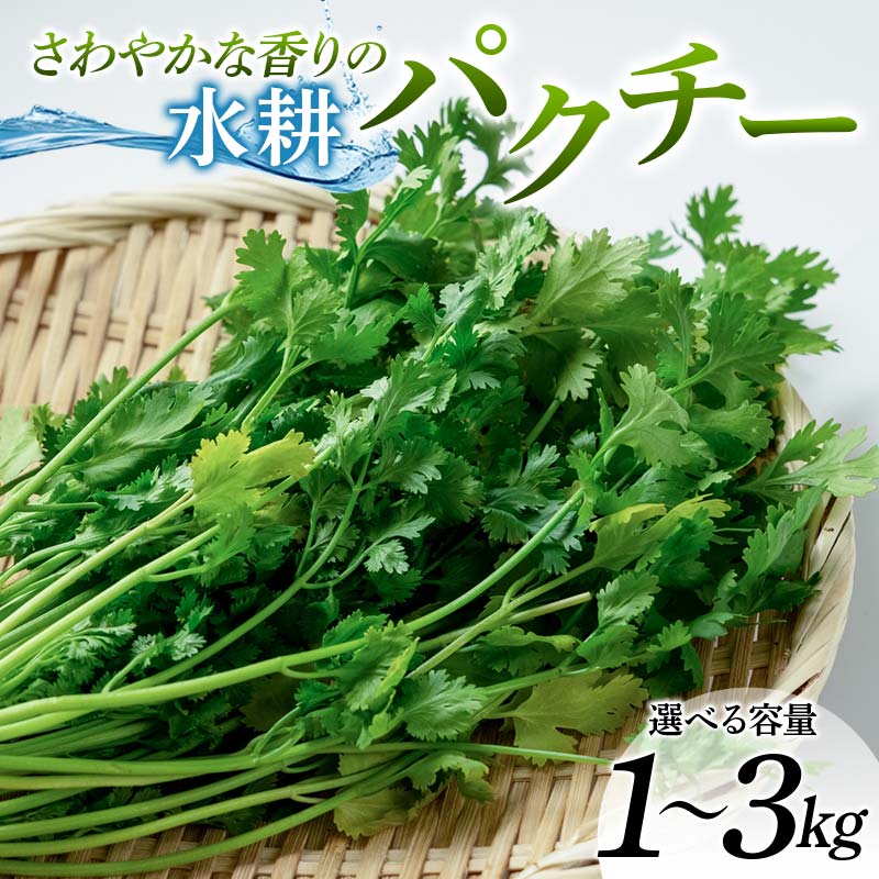 【ふるさと納税】 ＜選べる容量＞さわやかな香りの水耕パクチー 1kg～3kg F6U-276