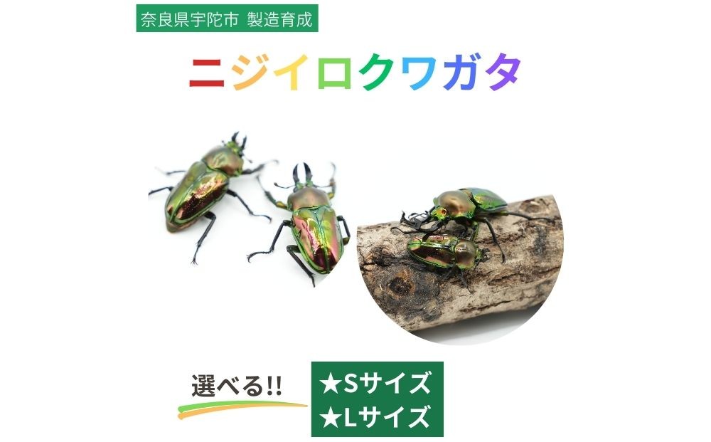 
            ＜選べるサイズ＞ニジイロクワガタ（Sサイズ ペア / Lサイズ ペア）/ ふるさと納税 ニジイロクワガタ ペア メス オス 成虫 夏休み 国内生育 奈良県 宇陀市  アンカー行政書士事務所
          