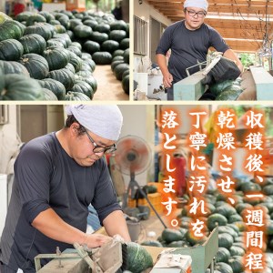 s400 ＜先行予約受付中！2025年6月中旬～7月中旬の間に発送予定＞さつま町産のかぼちゃ・栗五郎(約10kg・5～7玉入り)【小山農園】