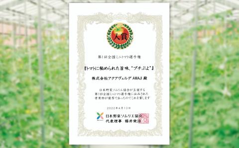 さくらんぼのような食感の新感覚トマト【アクアヴェルデAWAJI】旨味トマト　プチぷよ　60個