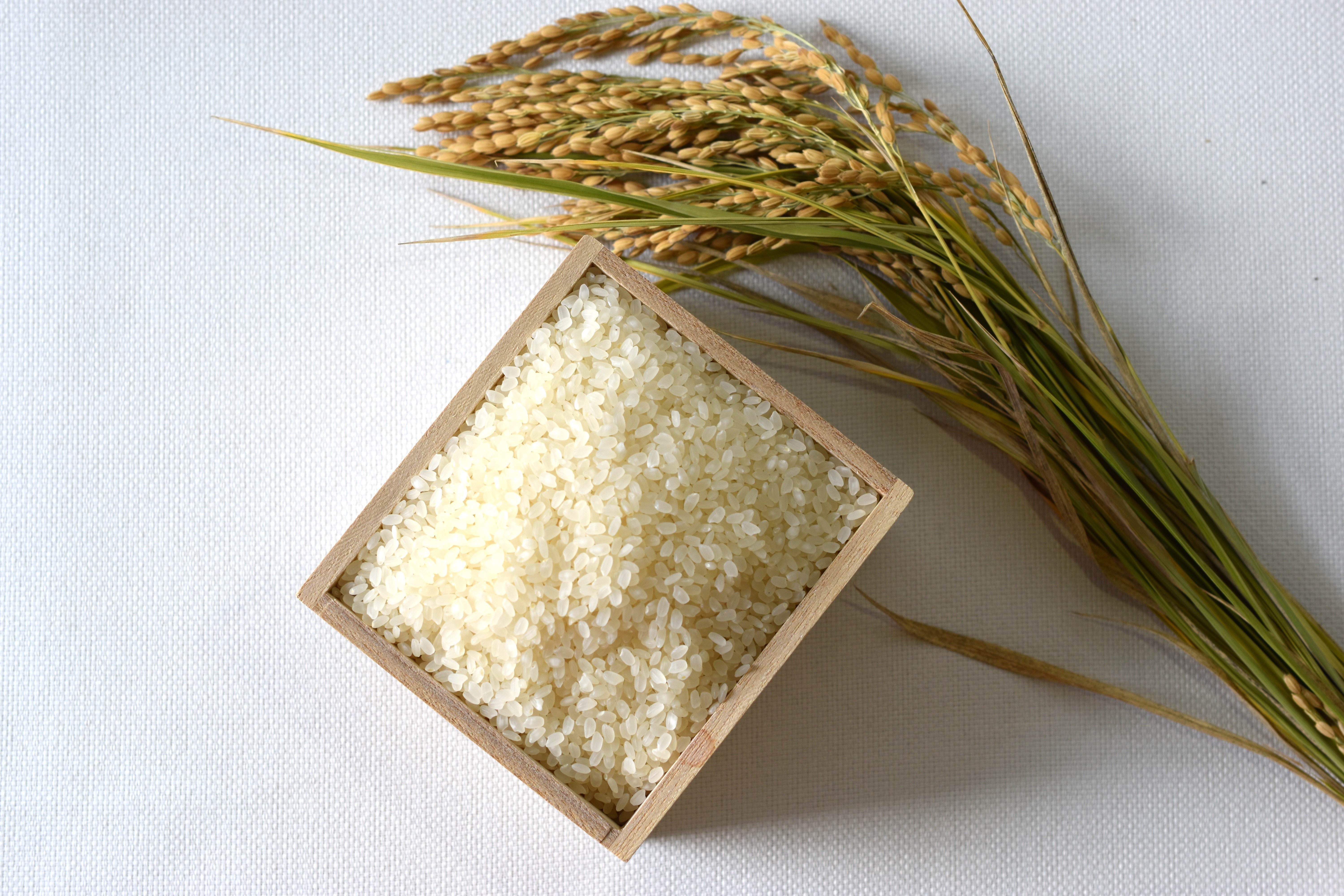 
                  【2025年度産】ミクニ農園　ヒノヒカリ　＜5㎏　お米　コメ　白米　精米ご飯　山梨県　甲斐市産　精米　産地直送＞AD-329
                