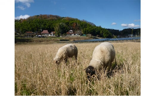 【無肥料無農薬】瀬戸内三原 羊飼いのこしひかり 玄米2.5kg 002009