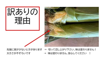 訳あり 北海道 雪の妖精（ホワイトコーン）11～12本入り とうもろこし トウモロコシ 数量限定 期間限定 甘い 朝採り 約5㎏