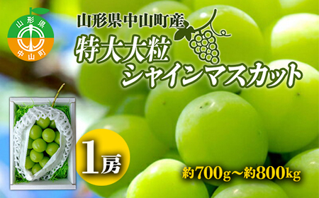 【2026年先行予約】山形県中山町産特大大粒シャインマスカット 約700g～約800g(1房) 期間限定 数量限定 山形県産 フルーツ 高級 贅沢 ぶどう ブドウ 葡萄 F4A-0105
