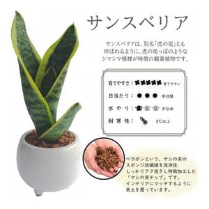 観葉植物　ミニ　サンスベリア　陶器　鉢植え【1543945】