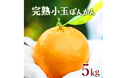 【先行予約】完熟小玉ぽんかん＜5kg＞　F125