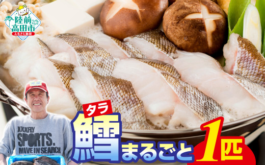 【下処理しない】 タラまるごと 1匹 冷蔵でお届け 鮮魚 【 鱈 タラ 海鮮 魚介 お刺身 三枚おろし アラ 鍋 海鮮鍋 宴会 お祝い 時短 便利 】 RT968