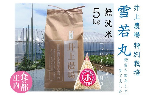 食の都庄内　【令和7年産・無洗米（精米）】特別栽培米雪若丸5kg　つやポン付《井上農場》