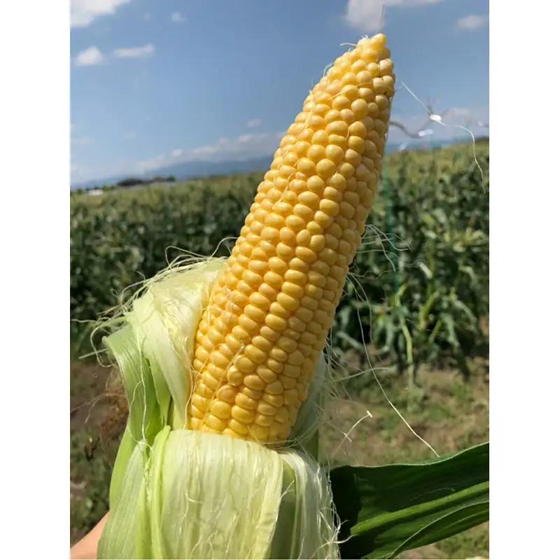 福岡県産とうもろこし 特選 5kg（スウィートコーン）_福岡県産 トウモロコシ スウィートコーン 5kg以上 13本～15本 生でも食べれる 朝どれ 甘み ジューシー 旬 野菜 食材 福岡県 久留米市