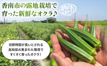 オクラ1.5kg(150本前後) 【オクラ オクラ オクラ オクラ オクラ おくら おくら】 on-0029