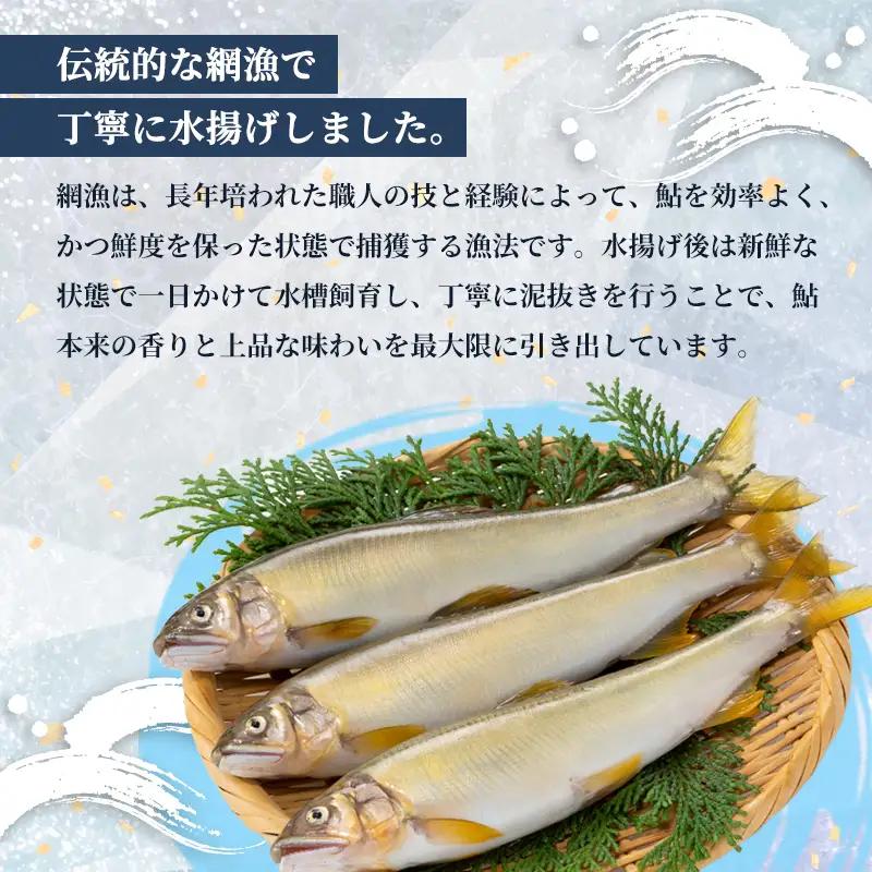 【2026年夏発送】 天然鮎 網獲り 約2kg（約30匹～44匹） 配送不可：北海道、東北、九州、沖縄、離島