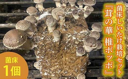 
            【期間限定】菌床 しいたけ 栽培 セット『茸の華 椎ポッポ』| 椎茸 シイタケ 菌床しいたけ 栽培セット 2～4回 収穫 _a-87
          