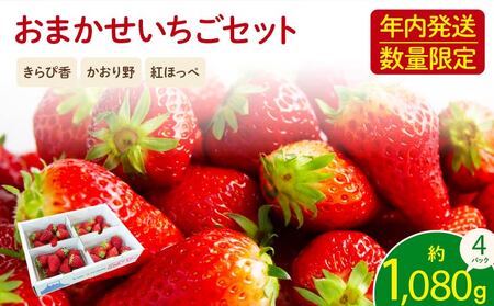 【先行予約 2025年11月より順次発送】 フレッシュ いちご 1kg 以上 おまかせ いちご