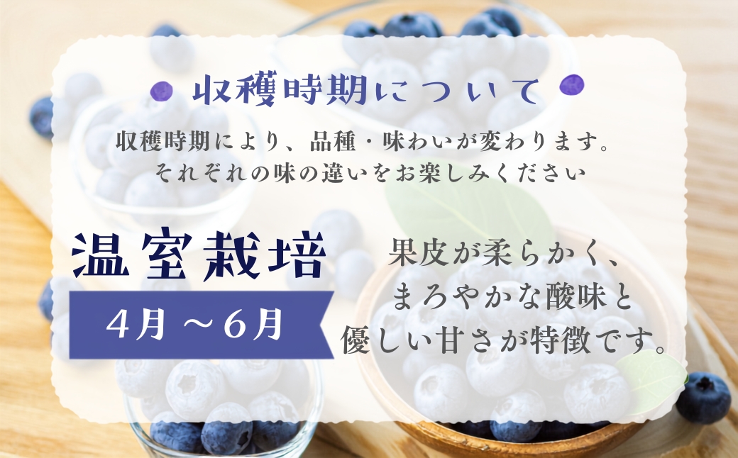 【先行予約】2027年発送　渥美半島　完熟　ブルーベリー　1kg