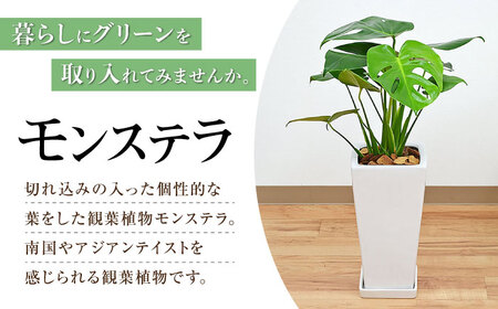 観葉植物 モンステラ スクエア 陶器鉢植え 7号【鉢色：白】/ 観葉 植物 インテリア おしゃれ プレゼント / 大村市 /琴花園[ACYK003]