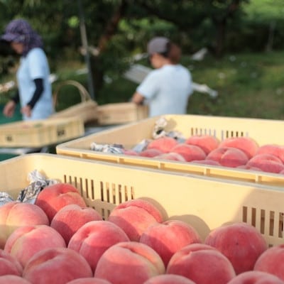 先行受付!【2026年7月発送開始】もも農家ヤマシタ　桃の産地山梨から直送　2kg　【配送不可地域：離島】