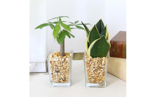 【観葉植物】土を使わないで清潔なミニ観葉植物 ゼオライト植え・ガラス鉢 スクエア形 2鉢セット（パキラとサンスベリア）【AG049VC03】
