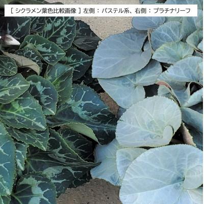 ふるさと納税 北茨城市 【長谷川園芸オリジナル品種】北茨城産 シクラメンプラチナリーフ 5寸 ワインレッド※11〜12月出荷 |  | 03