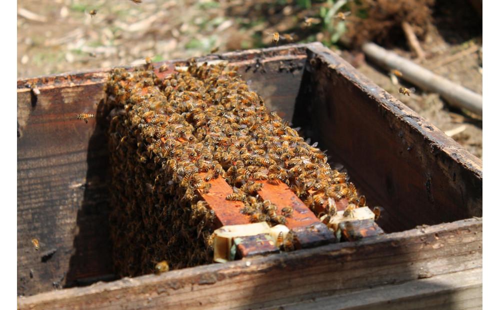【川崎日航ホテル】かわさき産はちみつのマドレーヌ（10個入り）