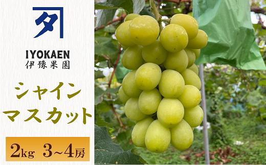 
            シャインマスカット 約2kg ぶどう 葡萄 果物 愛媛 人気 伊豫果園  伊予市｜C108
          