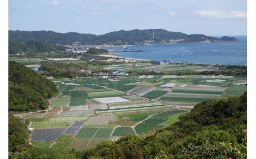 【新玉予約！】淡路島フルーツ玉ねぎ10kg・テレビや雑誌で多数紹介