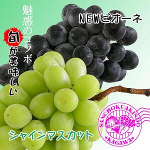 《2026年発送》シャインマスカット & ニューピオーネ セット 約2kg ( 種なしシャインマスカット 約1kg & 種なしニューピオーネ 約1kg ) 香川産 ｜ぶどう マスカット 人気品種 コラ
