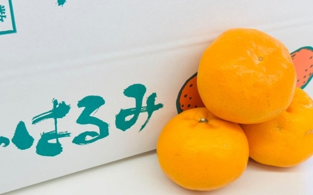 はるみ 和歌山 みかん 秀品 Mサイズ 22個入り 贈答用 / はるみ 柑橘 贈り物 フルーツ 果物 ※2027年1月中旬頃～3月上旬頃に旬頃に順次発送予定【ksmt013-r-22】
